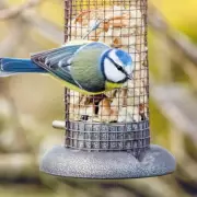 Surprising Kitchen Staple That Helps Robins Thrive in Your Garden