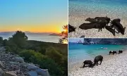 Swimming With Pigs In Paradise: Discover The Secret Caribbean-Style Island In Europe You Never Knew Existed