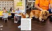 Sydney's La Bottega Café Faces Backlash Over Controversial 'No Dogs' Policy | Outrage Erupts