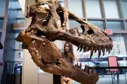 T-Rex Had a Surprisingly Weak Bite: New Study Shatters Dinosaur Myths