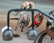 Tasmanian Premier Pledges to Ban Greyhound Racing in Bid to Secure Minority Government Support