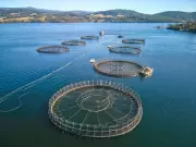 Tasmanian Salmon Farming Expansion Paused Amid Environmental Concerns