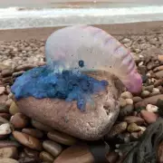 The Drake Passage: Conquering the World's Most Treacherous Sea Crossing to Antarctica