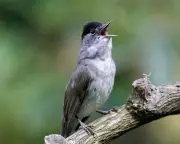 The Enchanting Late-Season Songster: Nature's Mysterious Melody