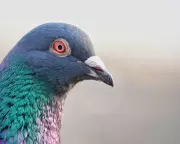 The Forgotten Love Affair: How Pigeons Once Ruled Our Hearts and Cities