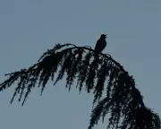 The Haunting Silence of Summer: A Country Diary's Call to Listen