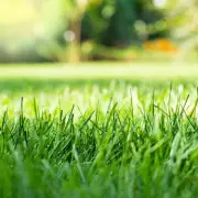 The Lush Lawn Secret: 8 Pro Gardening Tips for a Greener, Thicker Grass Without Expensive Feeds