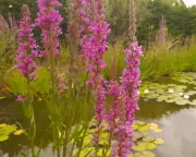The Magic of Water: How a Single Ingredient Sustains Life in the British Countryside