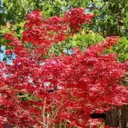 The One Simple Trick to Keep Your Japanese Maple Thriving | Expert Advice