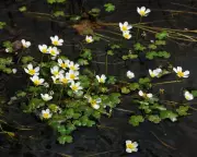 The Remarkable Return of the Fast-Water Specialist: A Conservation Success Story