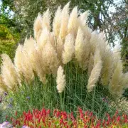 The Secret Garden Plant That's a Favourite Among Swingers – And It's Probably in Your Backyard!