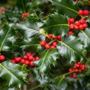 This Weekend is Critical for Your Garden's Future: Expert Warns of Imminent Hydrangea Disaster