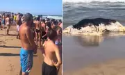 Tourist Horror: Rotting Cows Wash Up on Spanish Beaches, Sparking Health Fears