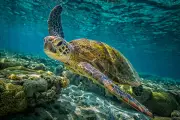 Tragedy in NSW: Over 80 Green Sea Turtles Found Dead in Mass Stranding Event