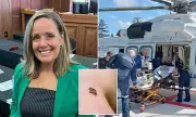 Tragic Bee Sting Death at Sunshine Coast University Hospital Sparks Allergy Warning