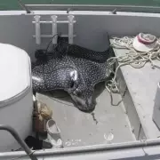 Tragic Final Moments: Mum Killed by Pet Dog in Horrifying Attack