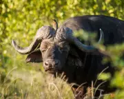 Tragic Hunt Turns Deadly: Buffalo Kills Hunter in South African Wilderness