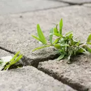 Transform Your Garden with This One Natural Ingredient – The Results Are Stunning!