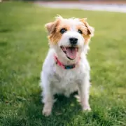 Transform Your Lawn With One Flower: The Simple Trick To Supercharge Biodiversity
