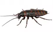 UK Braces for Insect Invasion as Record Summer Heat Sparks Wasp and Cockroach Boom