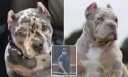 UK Dog Mutilation Ring Jailed: Puppy Ear Cropping Syndicate Exposed