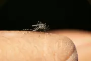 UK Faces New Health Alert as Asian Tiger Mosquito Spreads to England