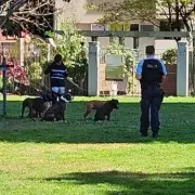 UK Holidaymaker's Nightmare: Vicious Dog Pack Attack Leaves Man Fighting for Life in Turkey