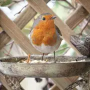 UK Households Urged to Check Bird Feeders for Hidden Danger That Could Harm Wildlife