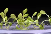 UK Scientists Pioneer Artificial Photosynthesis: Turning Sunlight Into Limitless Clean Fuel