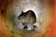 UK's Scorching Summer Set to Trigger Alarming Surge in Rat Infestations, Experts Warn