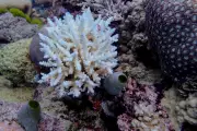 UNESCO Spares Great Barrier Reef from 'In Danger' Listing – But Warns of Climate Threat