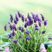Unlock the Secret to Spectacular Lavender: The One Thing You MUST Do This September