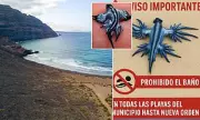 Venomous Blue Sea Dragons Force Costa Blanca Beach Closure | UK Tourist Warning