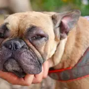 Vet Issues Urgent Warning to Pet Owners After Cat's Near-Fatal Encounter With Toxic Caterpillar