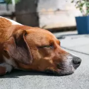 Vet Reveals 5 Things He'd Never Do With His Own Pets – Eye-Opening Advice!