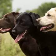 Vet Reveals Crucial Advice Every Pet Owner Should Know About Dog Collars