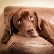 Vet Reveals the One Clear Sign Your Cat Trusts You Completely