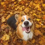 Vet's Shocking Discovery: I've Been Treating The Wrong Pet For Six Years