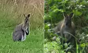 Wallaby on the Loose: Escaped Marsupial Spotted Bouncing Through English Countryside
