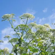 Warning Over Common UK Garden Plant That Can Cause Severe Burns and Blindness