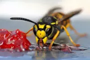 Wasp Sting First Aid: Essential Steps to Treat Pain and Swelling