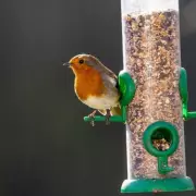 Why Are Robins Returning to UK Gardens? The Heartwarming Truth Revealed