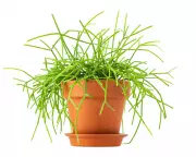 Why Is My Mistletoe Cactus Turning Brown? Expert Tips to Revive Your Plant