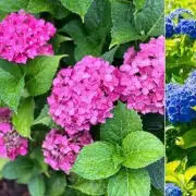 Why Your Pink Hydrangeas Are Changing Colour – And How to Fix It!