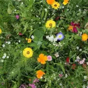 Wildflower Garden War: Reddit User Slams Neighbour's 'Messy' Meadow in Hilarious Gardening Spat