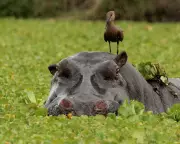 Wildlife Wonders: A Hippo’s Hitchhiker, Wallaby Jailbreak & More!