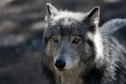 Wolf Attack on Cattle Sparks Debate Over Wildlife and Farming in the UK