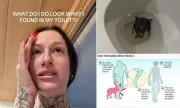 Woman Rushed to Hospital After Shocking Discovery of a Creature in Her Bathroom