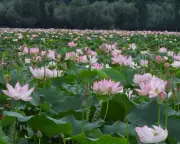 Wular Lake's Lotus Flowers Bloom After 30 Years – A Sign of Kashmir's Ecological Revival