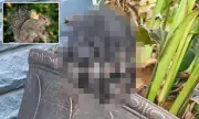Zombie Squirrels with Tentacle Faces Spotted in the US: Bizarre Wildlife Phenomenon Explained